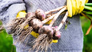 person holding bunch of freshly harvested garlic