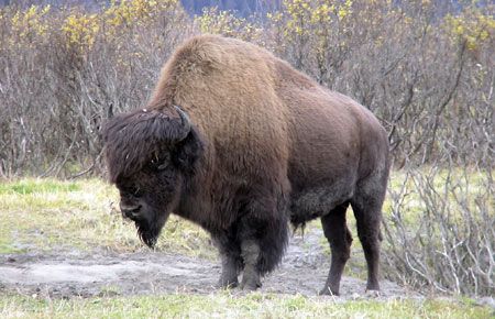 Wood bison bulls can weigh up to 2,000 pounds. 