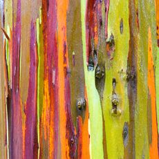 ornamental tree bark texture on rainbow eucalyptus tree