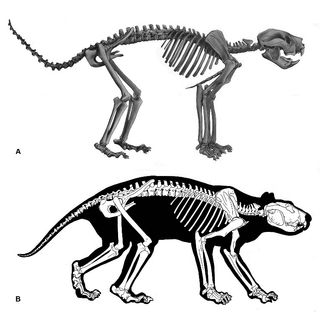 A new study of marsupial lion (Thylacoleo carnifex) fossils allowed scientists to illustrate this reconstruction.