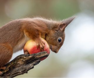Squirrel with apple