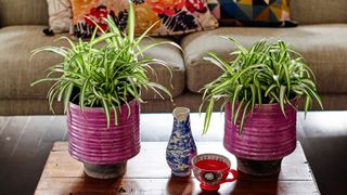 two snake plants on a wooden coffee table with teacup and vase to support expert advice for how often you should water houseplants