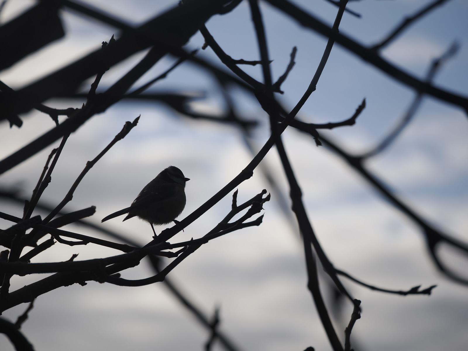 silhouette of a bird in a tree