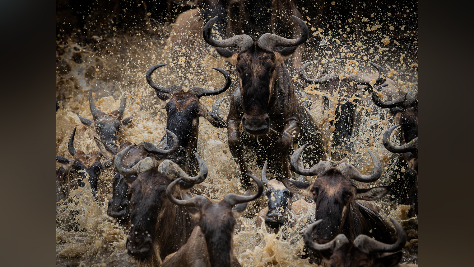A dynamic scene of wildebeests splashing through water, creating a spray of mud and droplets, showcasing their powerful movement