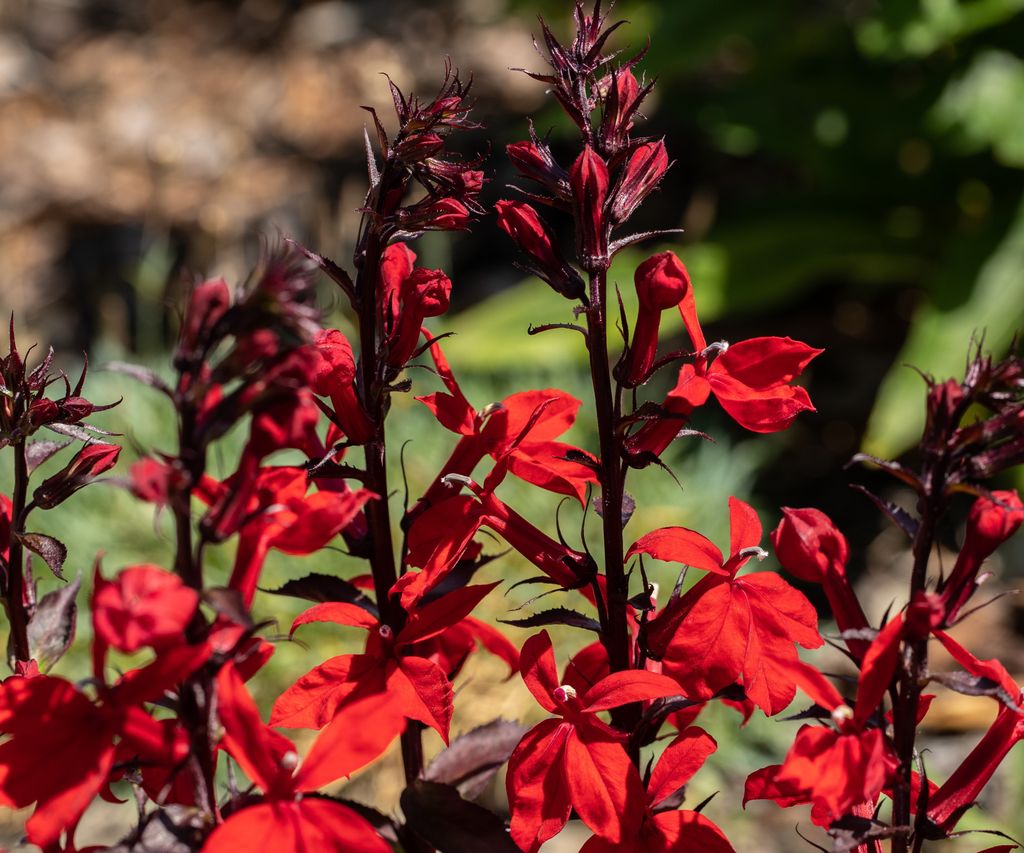 How to grow cardinal flowers a native perennial plant Homes & Gardens