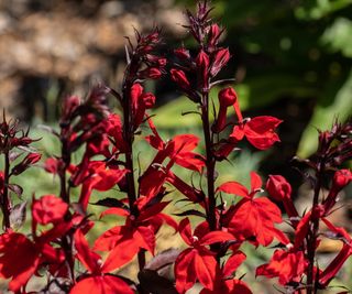 Red cardinal flowers in a garden border in bloom