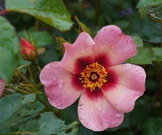 Pink flower and green foliage of the California rose