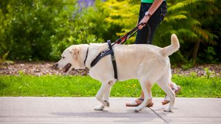 Dog in harness leading young woman across crosswalk on city street.