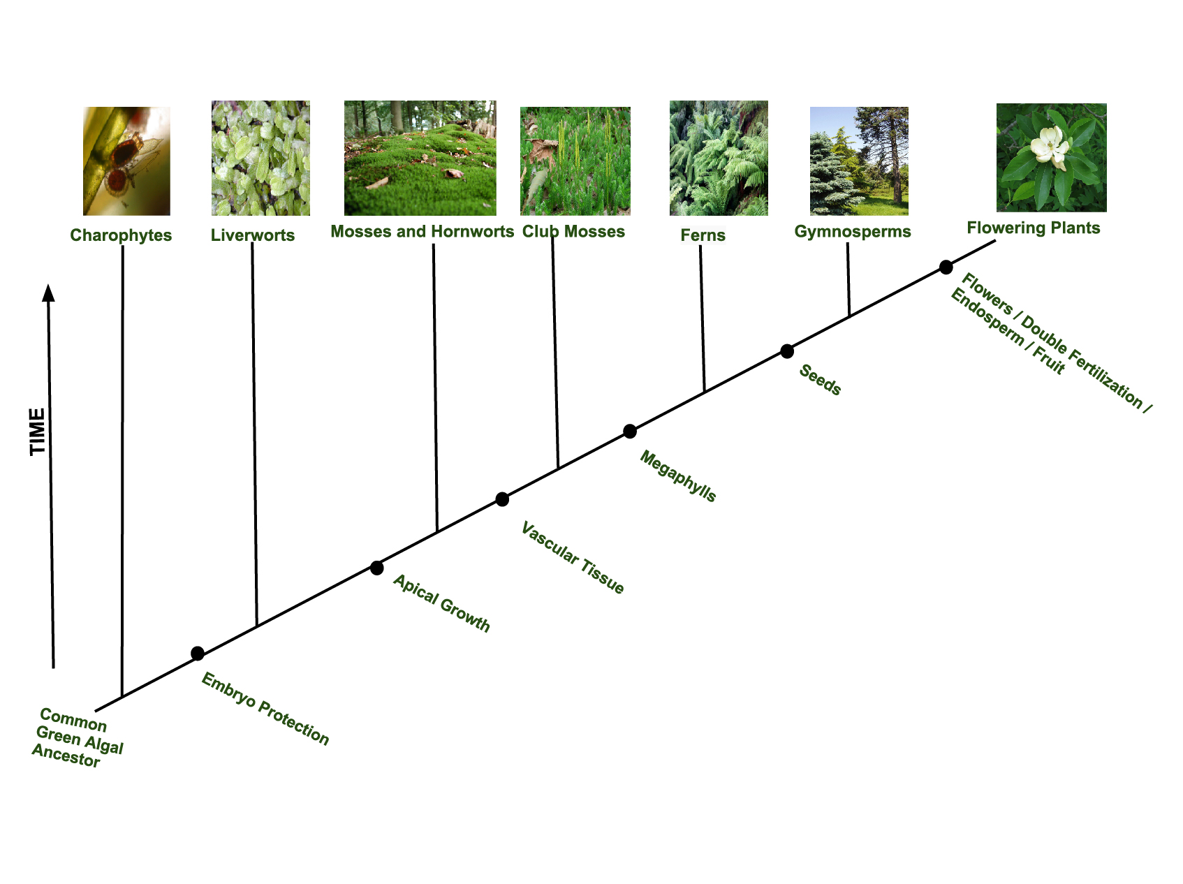 O diagramă care arată evoluția plantelor