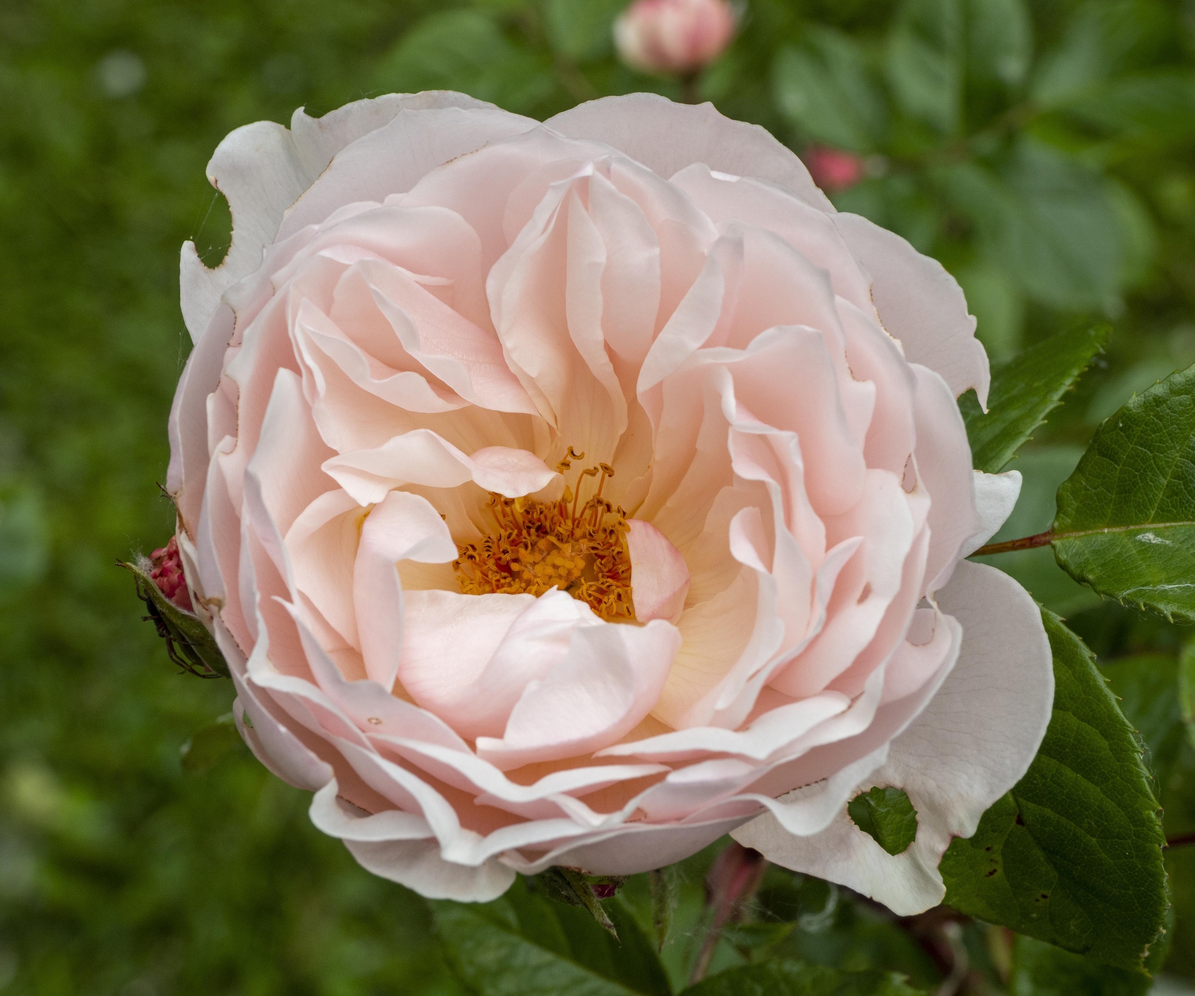 'The Generous Gardener' rose