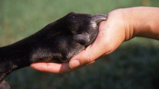 dog's paw and human hand interlocked