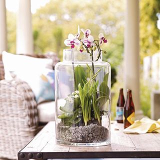 Orchids in a glass planter sitting atop a coffee table
