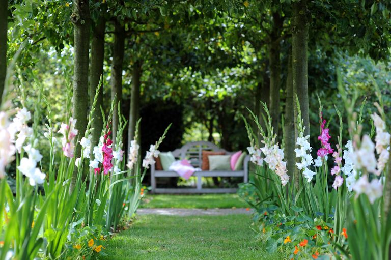 When to plant gladioli – borders with gladioli and garden bench