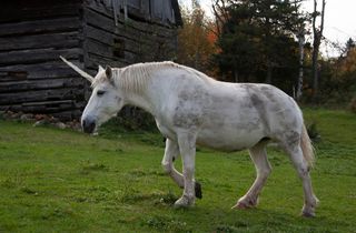 A horse with a horn stuck to its head