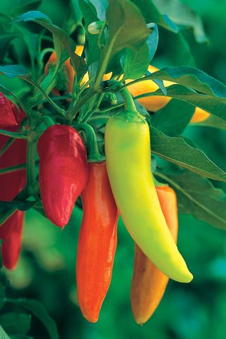 Kitchen garden ideas - peppers