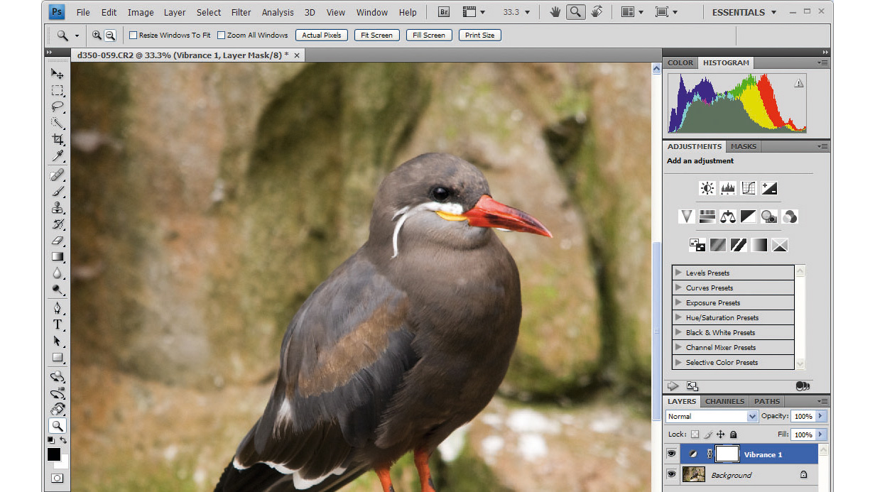 A screenshot of an image of a bird being edited in Adobe Photoshop CS4