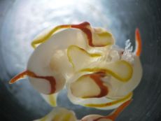 hermaphrodite sea slugs having sex