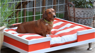 Modern pet bed