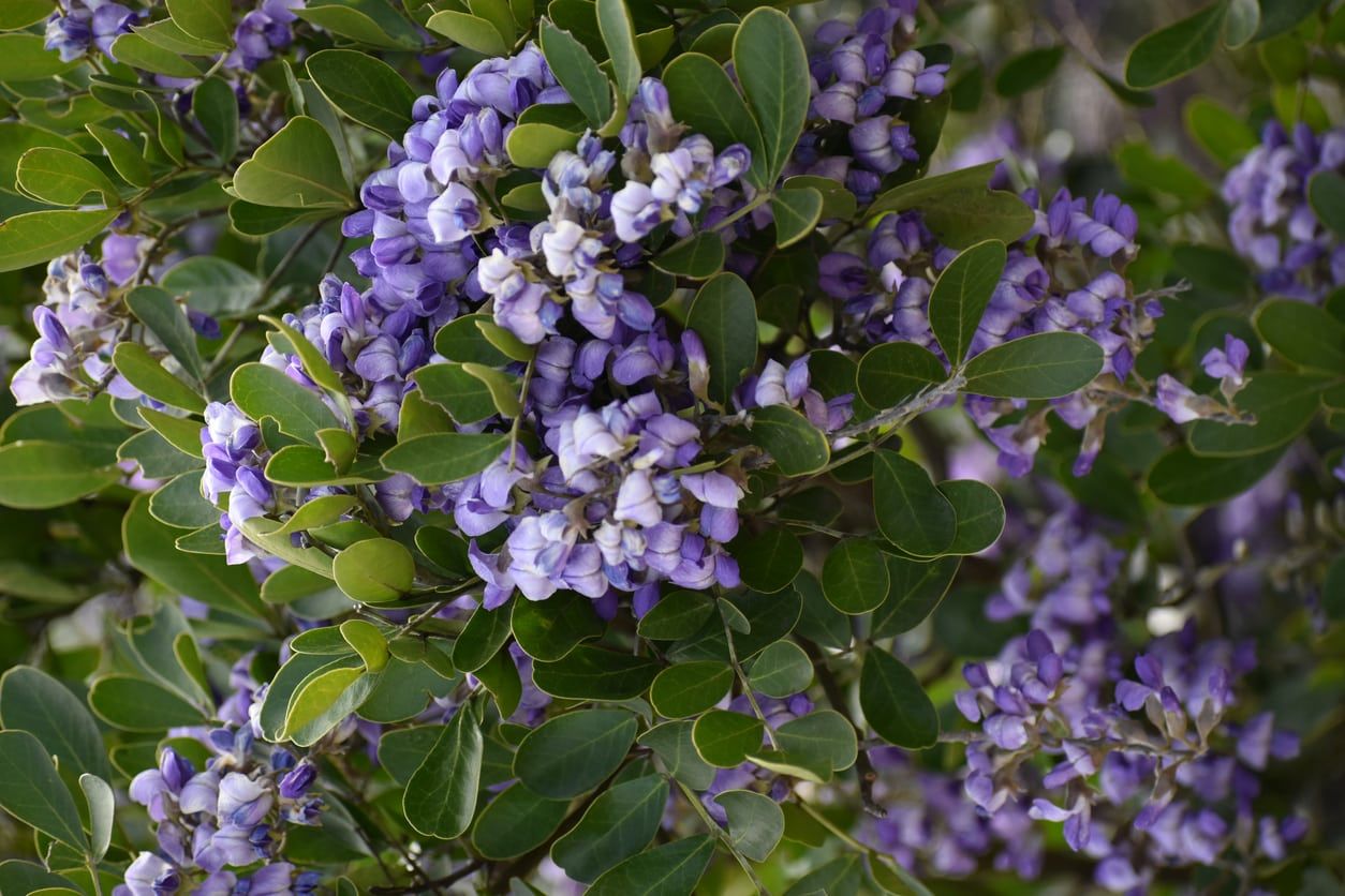 texas mountain laurel