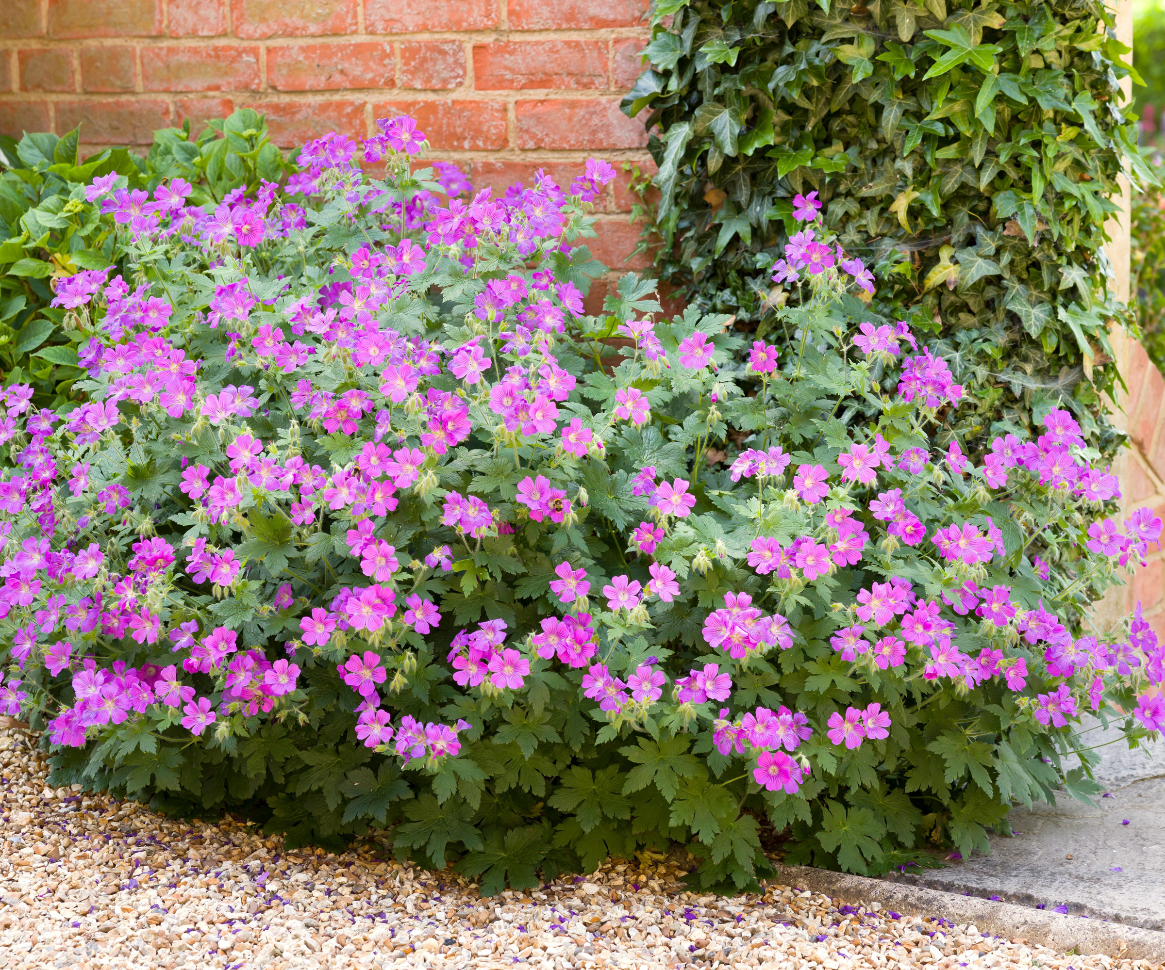 large hardy geranium plant with pink flowers growing along garden wall near gravel path