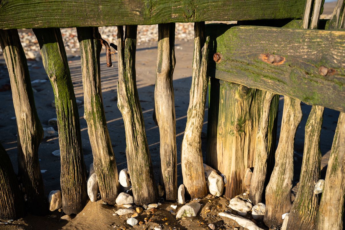 Sony FE 20-70mm F4 G lens sample image close up of wood