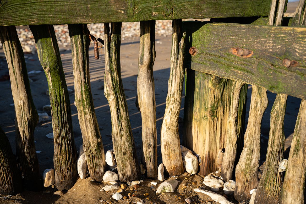 Sony FE 20-70mm F4 G lens sample image close up of wood