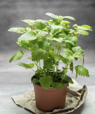 Lemon balm growing in a pot indoors