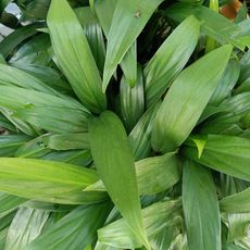 green leaves of cast iron plant 