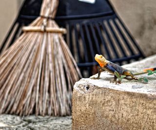 small lizard with orange head next to a broom