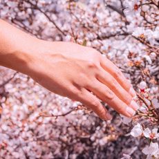 Cherry Blossom Nails Hand among cherry blossoms GettyImages-1160812364