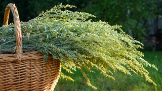 Wormwood in a rattan basket