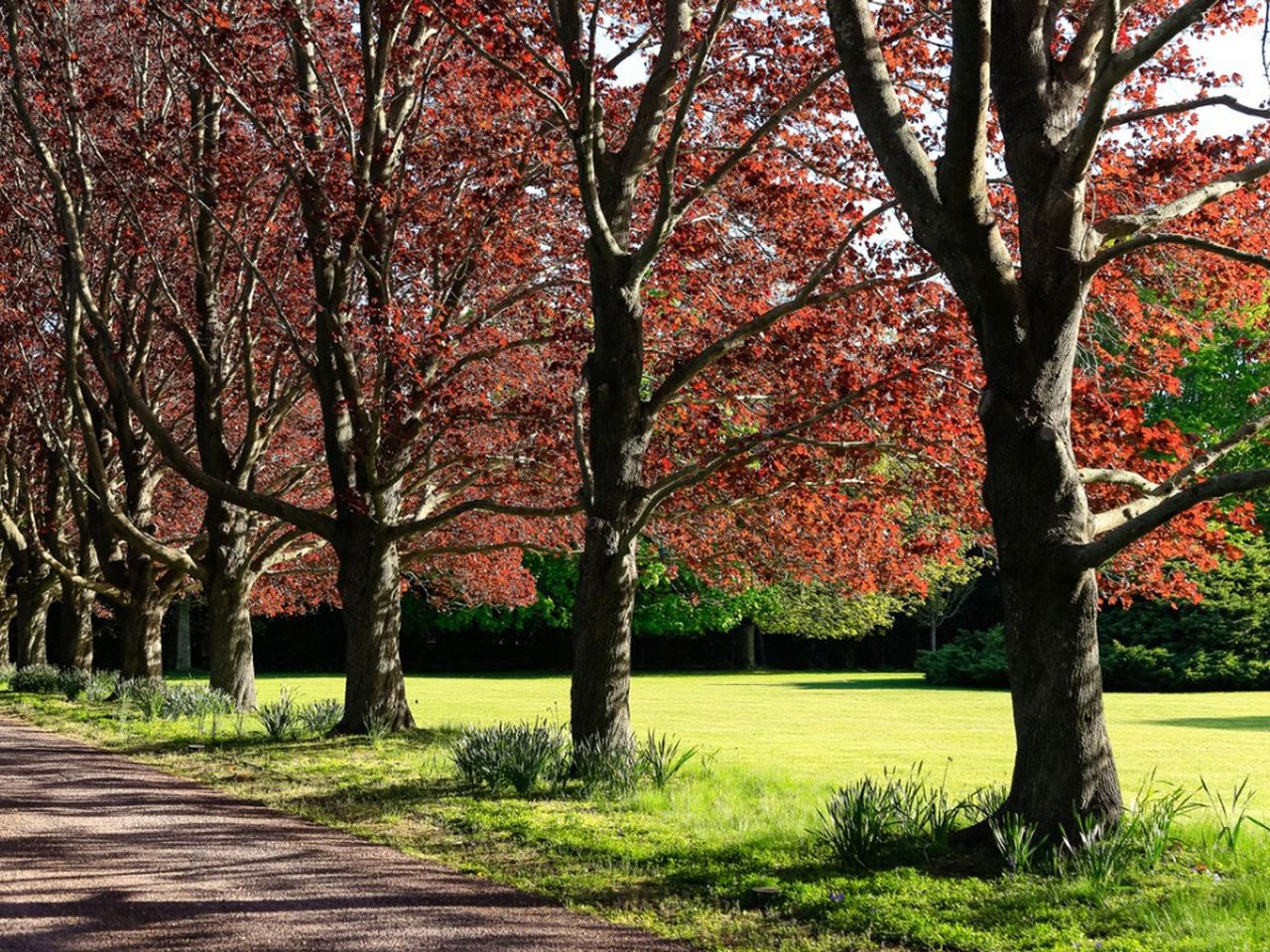 Row Of Large Shade Providing Trees