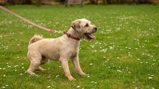 Mixed breed terrier puppy lunging on leash outdoors