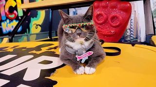 Sunglass Cat will be amongst feline guests at CatFest in London