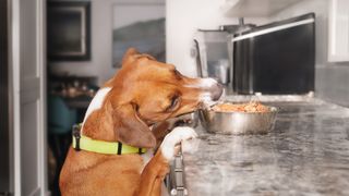dog stealing food from countertop