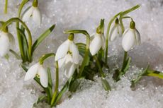 Snowdrop Flower Bulbs Surrounded By Snow