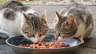 Two cats eating from a bowl of wet cat food