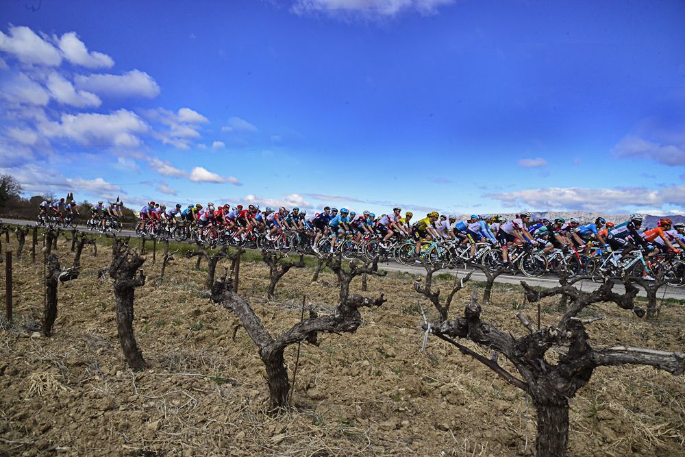 The Paris-Nice peloton passes a vineyard during stage 6