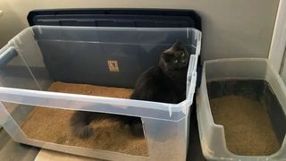 DIY senior cat litter box for limited mobility and arthritis