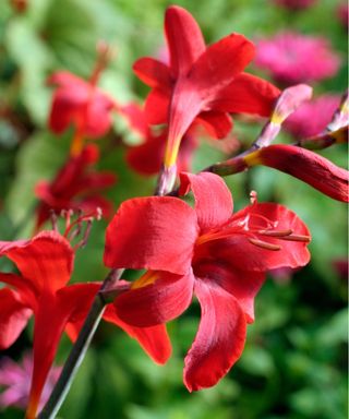 ‘Hellfire’ crocosmia