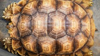 Turtle shell close-up