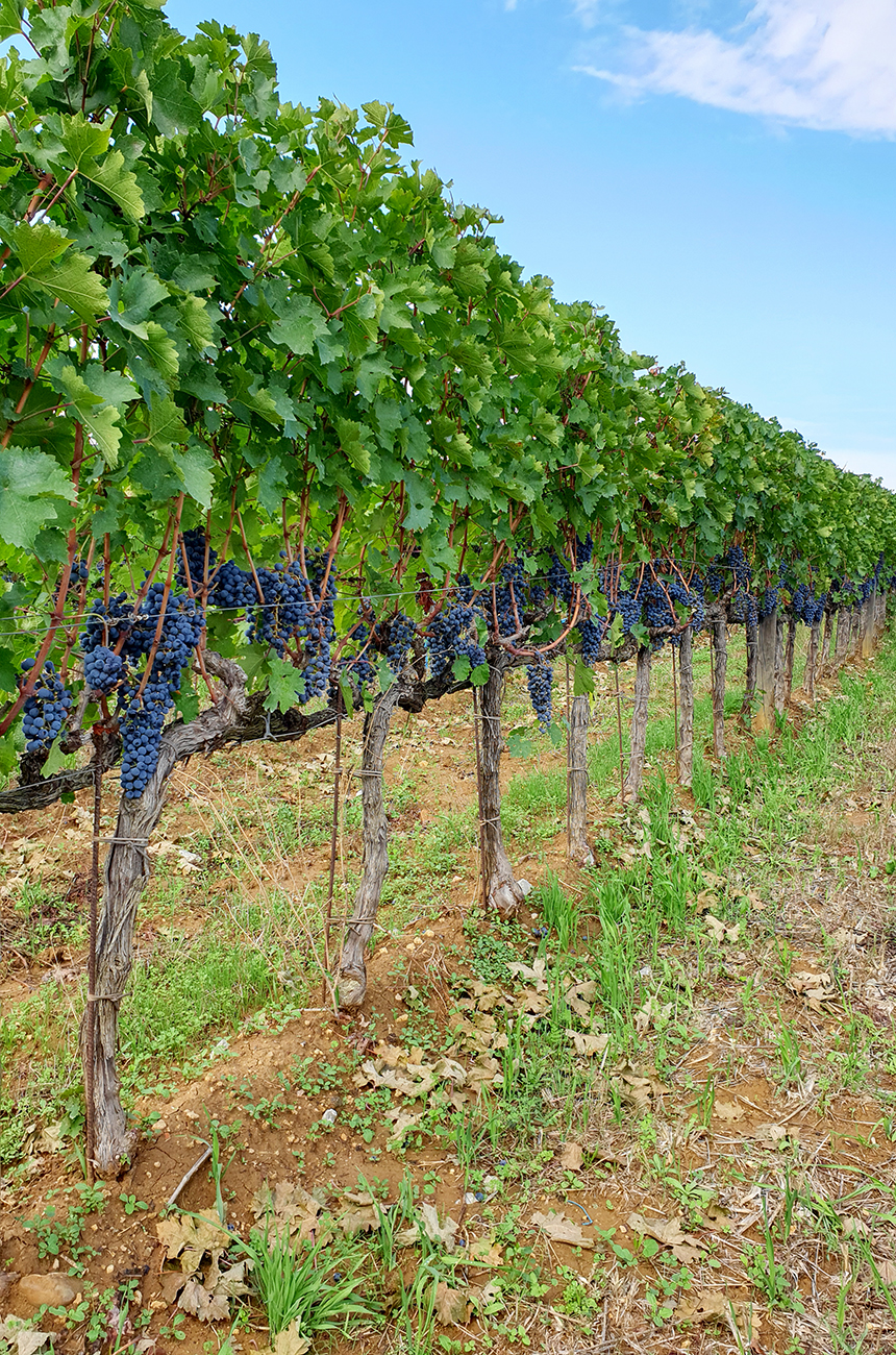 Bunches at Ornellaia in Bolgheri, 3 September 2022.