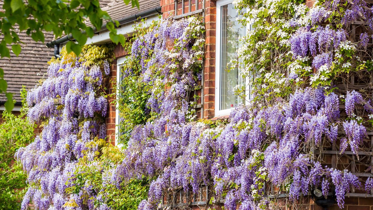 A red-bricked house covered in climbing wisteria 