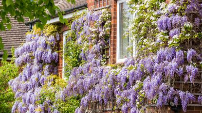 A red-bricked house covered in climbing wisteria 