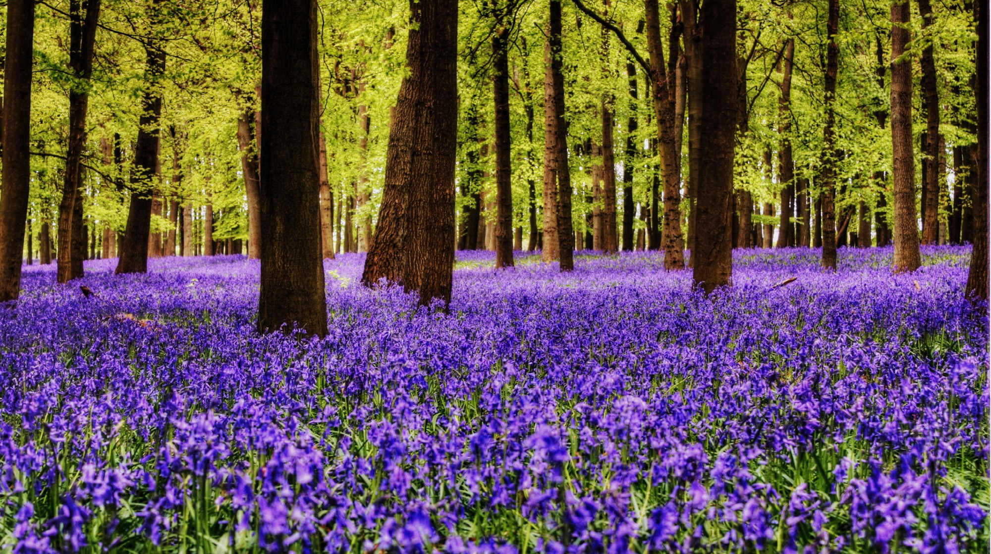 Bluebell woods in Ashridge forest.