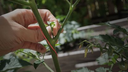 How to prune tomato plants for a better crop