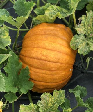 Large pumpkin growing on the vine