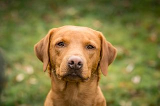 Jill Parsons and her Fox Red Labradors