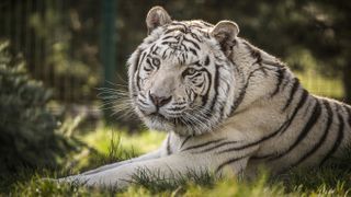 Tiger King! 10 tips to take the big cat photography throne