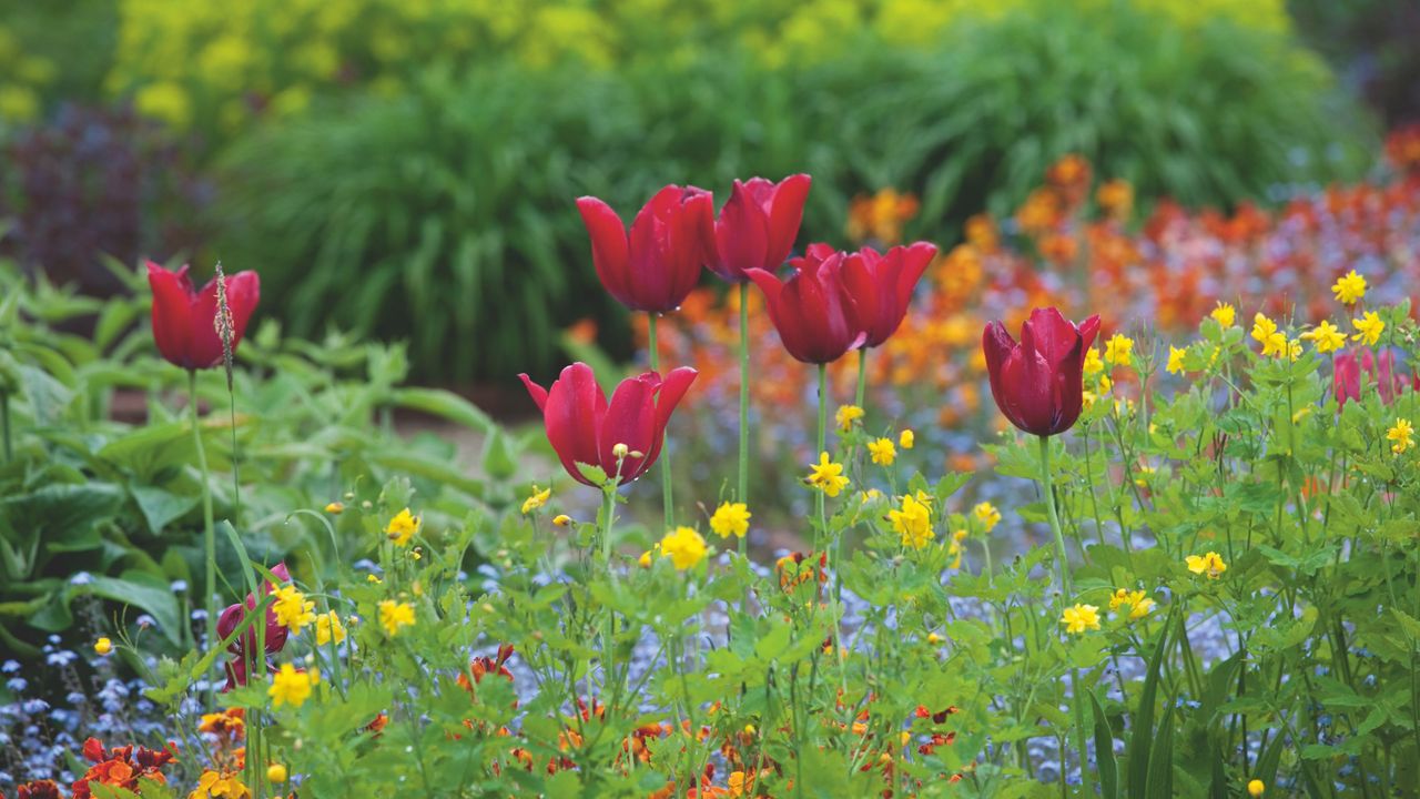 Red tulips growing in garden